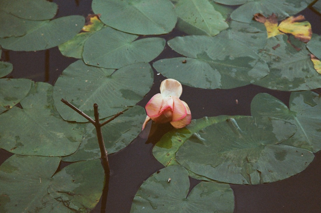 Абонементы